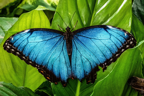 schmetterling_500x333.jpg